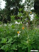 女人找不是男友的男人要东西好吗