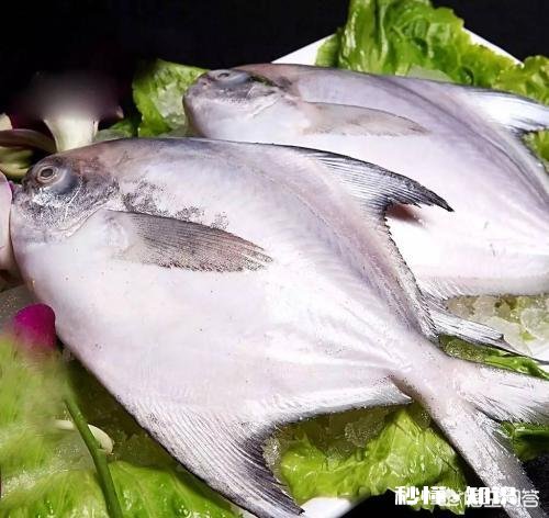 怎么做鲳鱼
