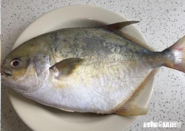 怎么做鲳鱼