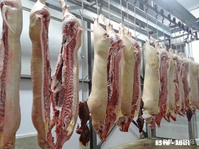 2021年首例非洲猪瘟已确诊,214头仔猪死亡,春节还能吃到便宜肉吗