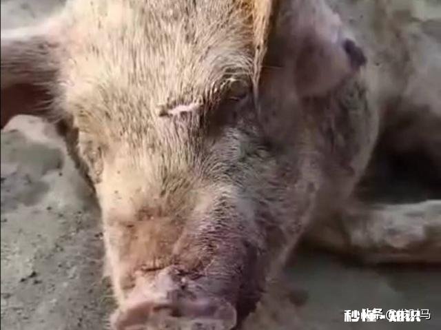 2021年首例非洲猪瘟已确诊,214头仔猪死亡,春节还能吃到便宜肉吗