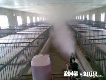 2021年首例非洲猪瘟已确诊,214头仔猪死亡,春节还能吃到便宜肉吗