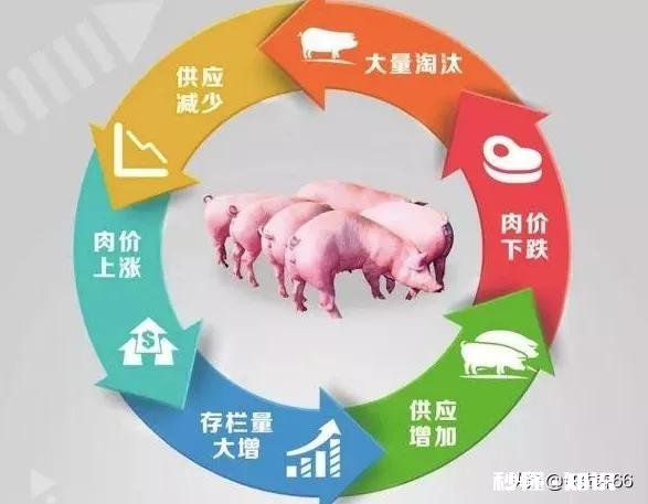 最新的生猪价格上涨是什么原因,未来行情会怎么样
