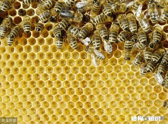 买来的蜜蜂在土蜂箱里结成两团,是什么原因