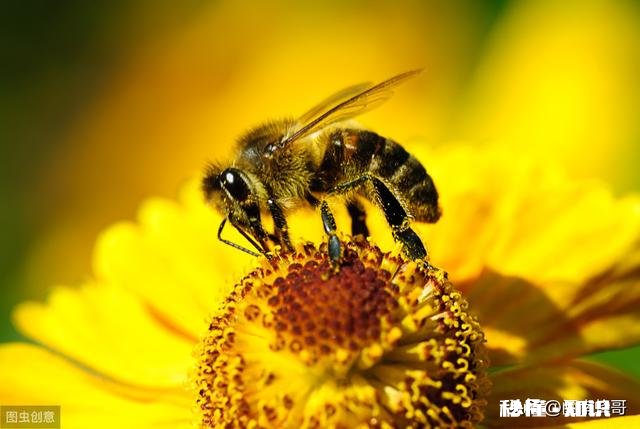 买来的蜜蜂在土蜂箱里结成两团,是什么原因