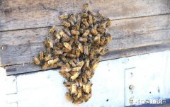 买来的蜜蜂在土蜂箱里结成两团，是什么原因