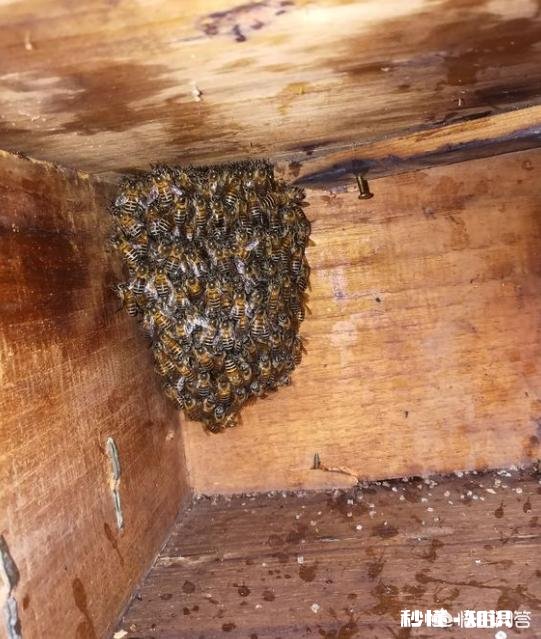 买来的蜜蜂在土蜂箱里结成两团,是什么原因