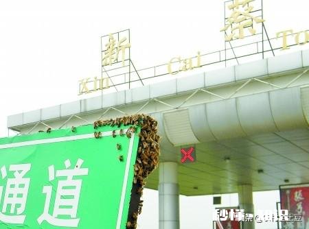 买来的蜜蜂在土蜂箱里结成两团,是什么原因