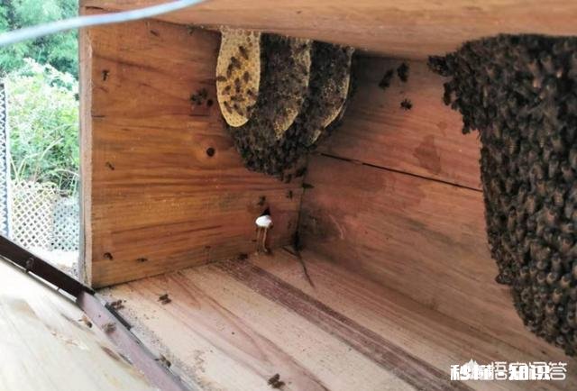 买来的蜜蜂在土蜂箱里结成两团,是什么原因