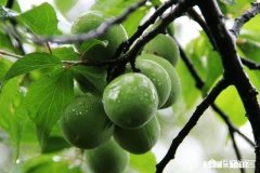 上联，山僧过岭看茶老，下联怎么对