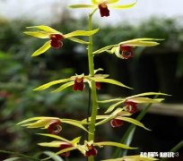 你觉得会撩人和有才华哪个更吸引你