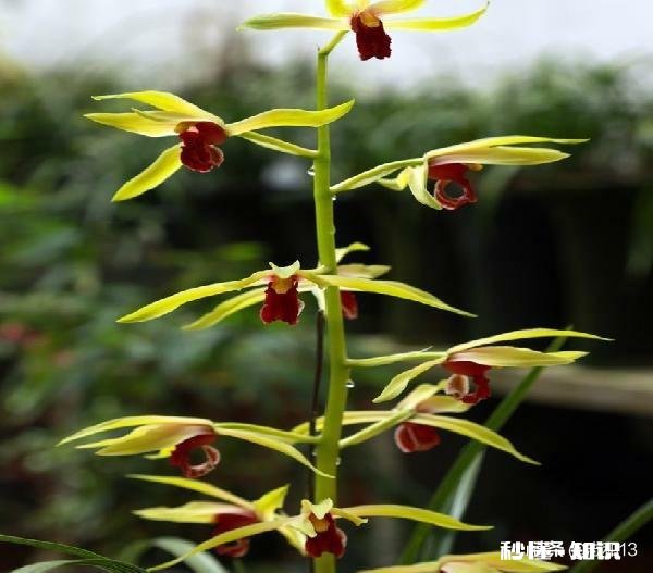 你觉得会撩人和有才华哪个更吸引你