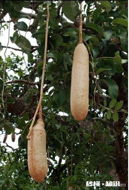 你觉得会撩人和有才华哪个更吸引你