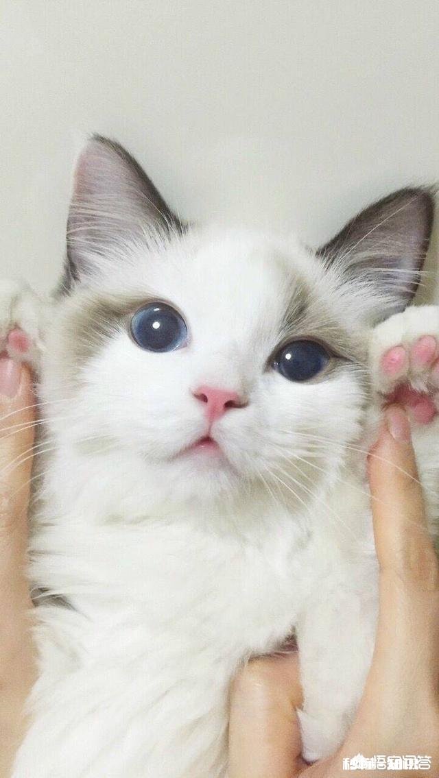 有什么好看壁纸、头像、图片值得分享的