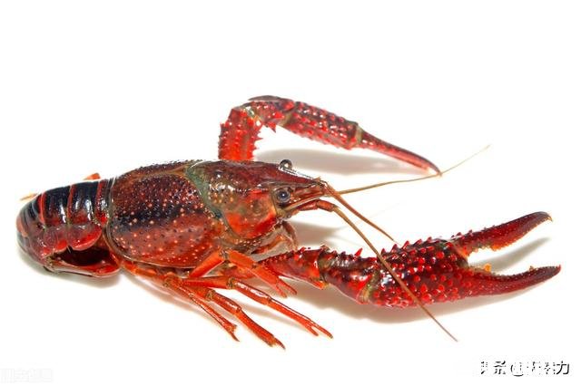 小龙虾配方是什么