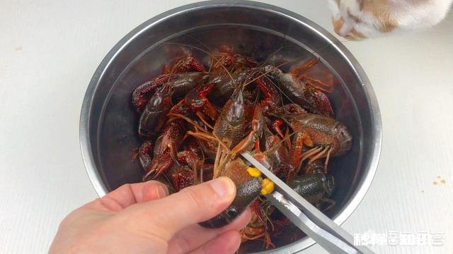 小龙虾配方是什么