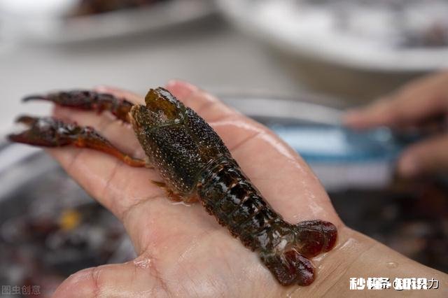 小龙虾配方是什么