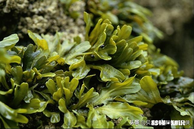 DHA是藻油好还是鱼油，给孩子吃DHA藻油软糖怎么样