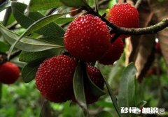 杨梅可以怎么拍