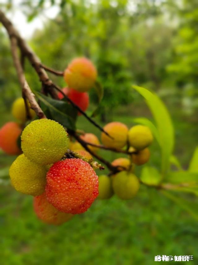 杨梅可以怎么拍