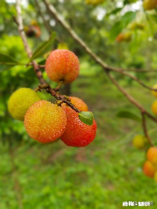 杨梅可以怎么拍