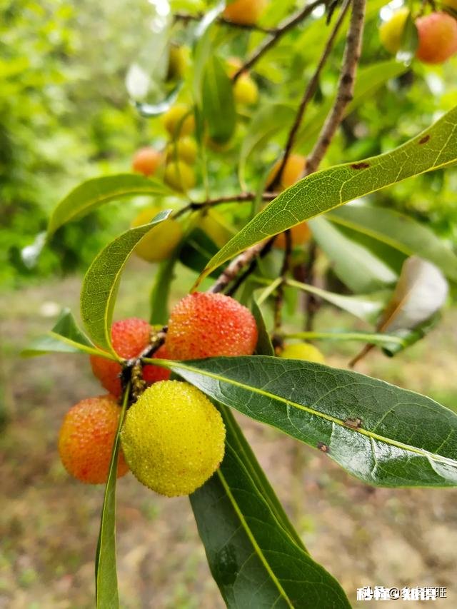 杨梅可以怎么拍