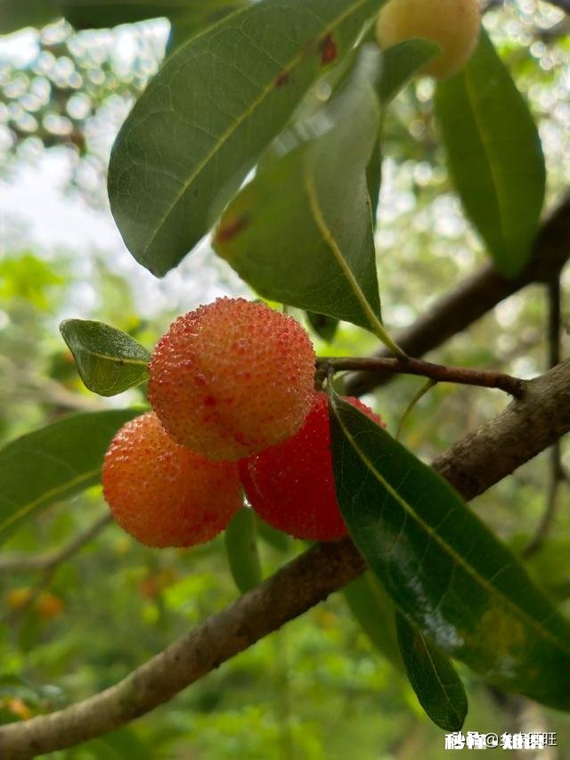 杨梅可以怎么拍