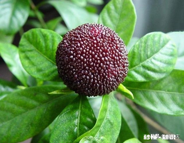 杨梅可以怎么拍