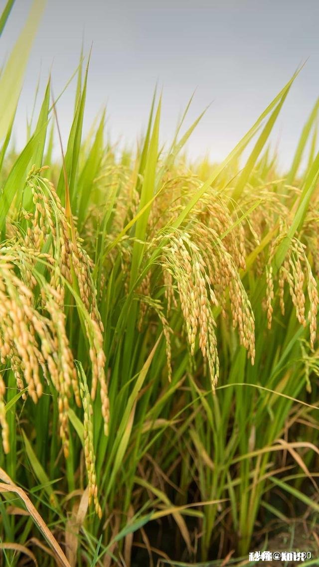 南阳市十三中搬到二中吗