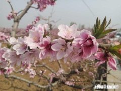 鹃子邀您对联：上联：日出万言生渺句，请接下联