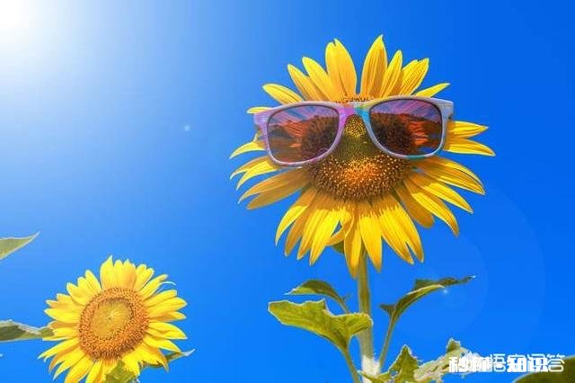 种植金灿灿的向日葵,想要生长的茂盛,怎样管理才正确