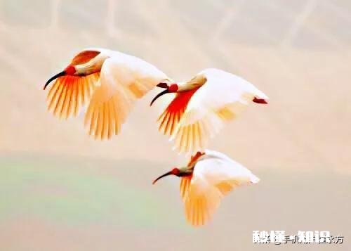 妈妈说她走后想让我坐飞机把她骨灰从空中撒了，请问怎么能做到