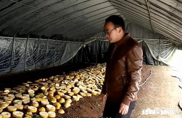 除了黄豆，其它豆类可以成为肥料吗有哪些可以