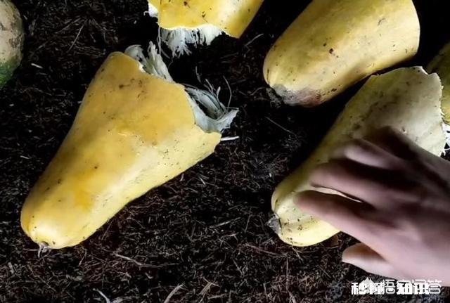 除了黄豆，其它豆类可以成为肥料吗有哪些可以