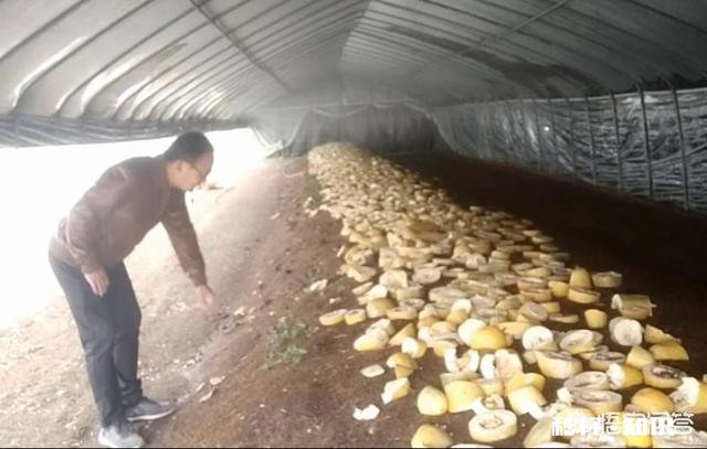 除了黄豆，其它豆类可以成为肥料吗有哪些可以