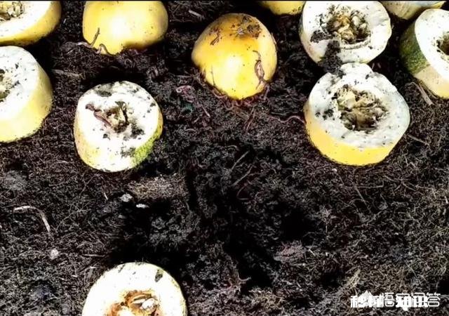 除了黄豆，其它豆类可以成为肥料吗有哪些可以