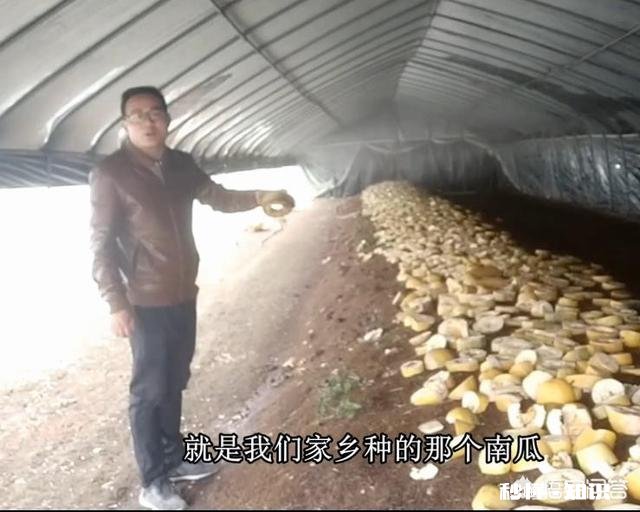 除了黄豆，其它豆类可以成为肥料吗有哪些可以