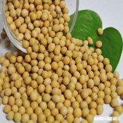 除了黄豆，其它豆类可以成为肥料吗有哪些可以