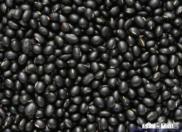 除了黄豆，其它豆类可以成为肥料吗有哪些可以