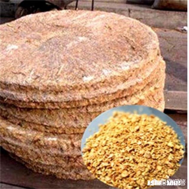 除了黄豆，其它豆类可以成为肥料吗有哪些可以