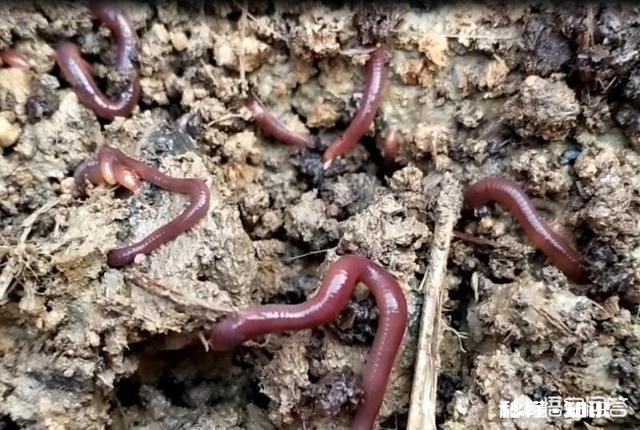 除了黄豆，其它豆类可以成为肥料吗有哪些可以