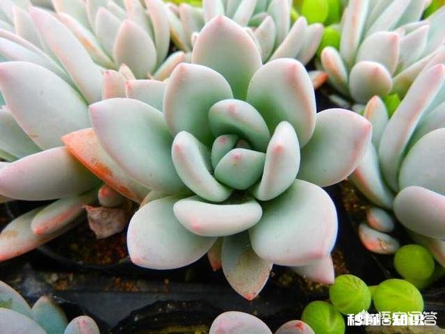 如何快速的培养出更多的多肉
