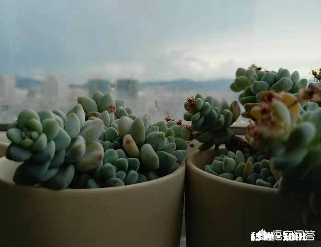 如何快速的培养出更多的多肉