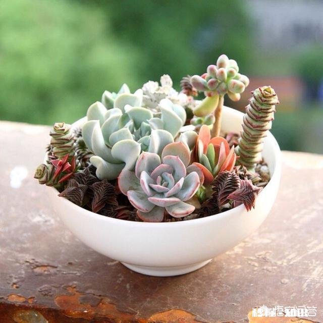 如何快速的培养出更多的多肉