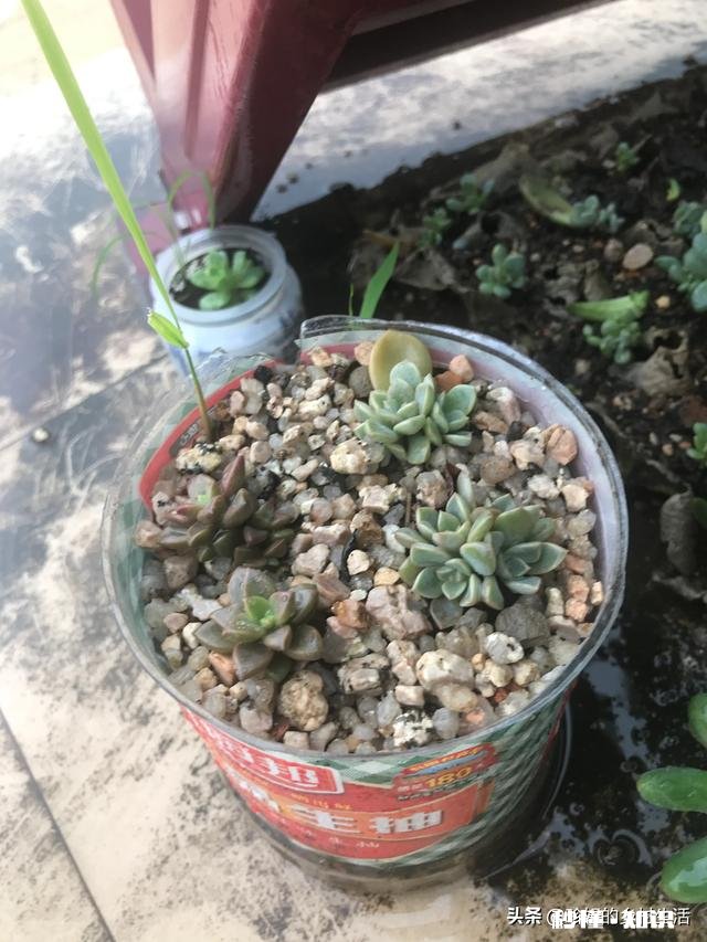 如何快速的培养出更多的多肉