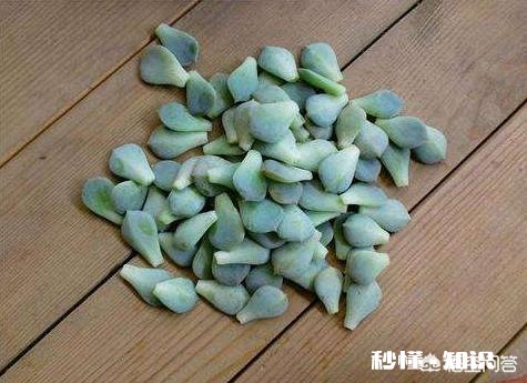 如何快速的培养出更多的多肉