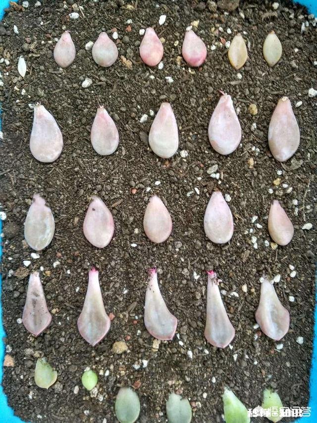 如何快速的培养出更多的多肉