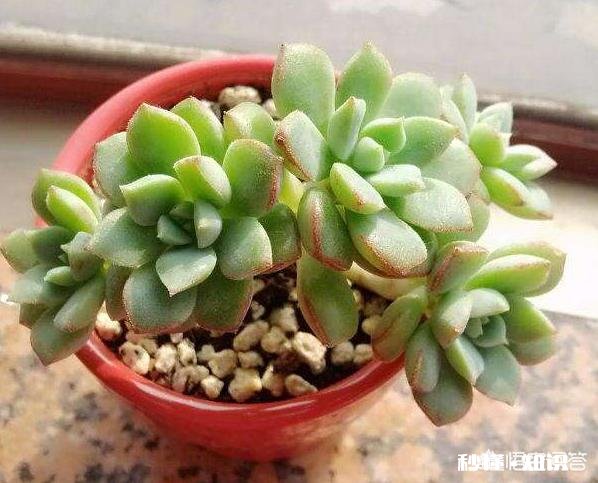 如何快速的培养出更多的多肉