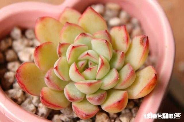 如何快速的培养出更多的多肉