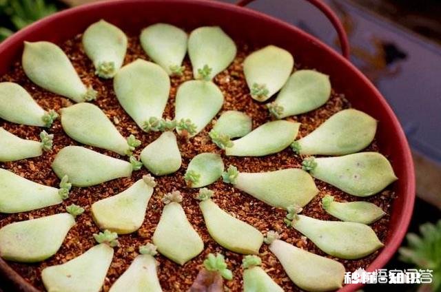 如何快速的培养出更多的多肉